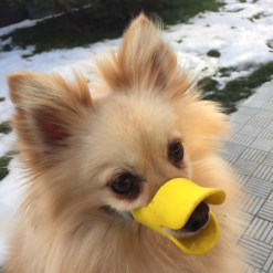 cute dog muzzle
