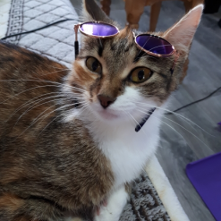 Cute Summer Cat Sunglasses